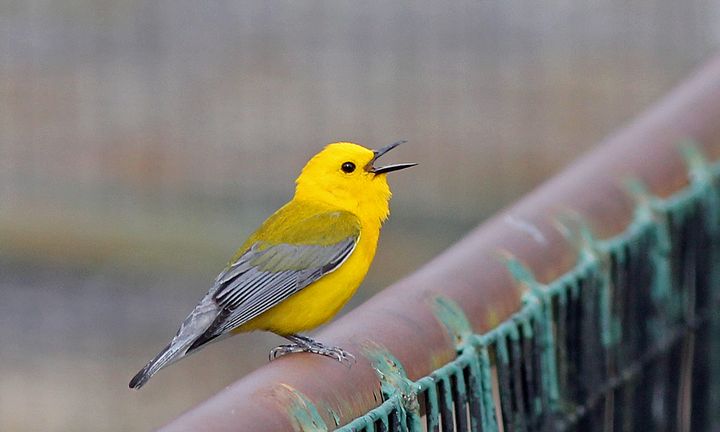 Prothonotary Warbler photographed at Yellow Gate at Exit 127 in 2016