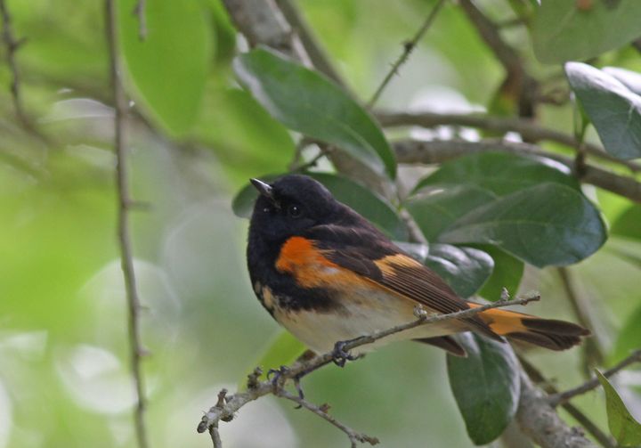 American Redstart photographed at Peveto Woods in 2017