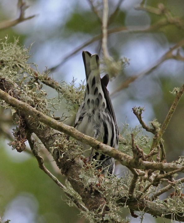 Black-and-white Warbler photographed at Peveto Woods in 2017