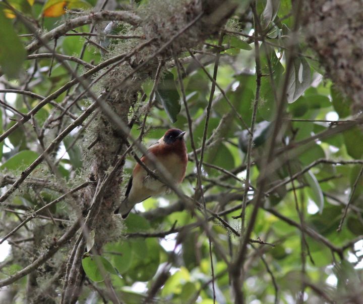 Bay-breasted Warbler photographed at Peveto Woods in 2017