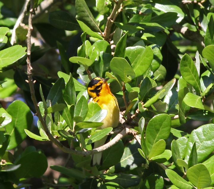 Blackburnian Warbler photographed at Peveto Woods in 2017