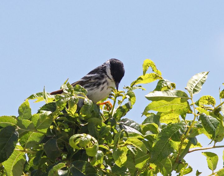 Blackpoll Warbler photographed at Elmer’s Island in 2017