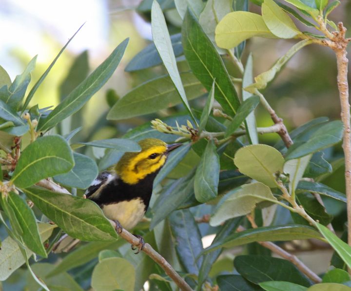 Black-throated Green Warbler photographed at Peveto Woods in 2017