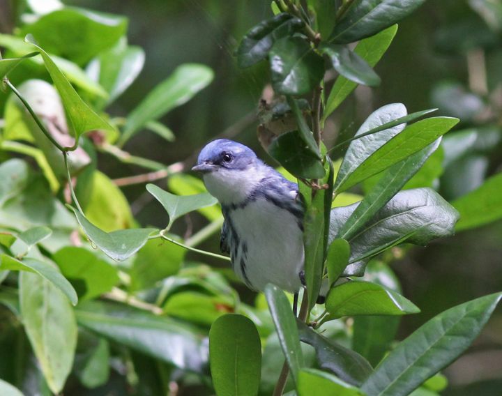 Cerulean Warbler photographed at Peveto Woods in 2017