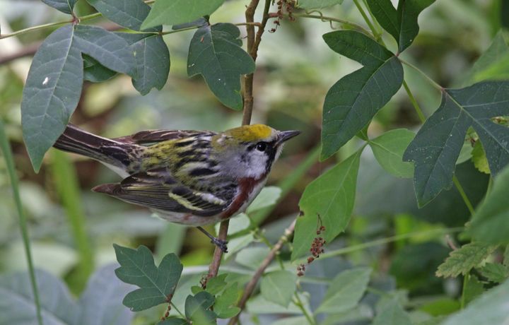 Chestnut-sided Warbler photographed at Peveto Woods in 2017