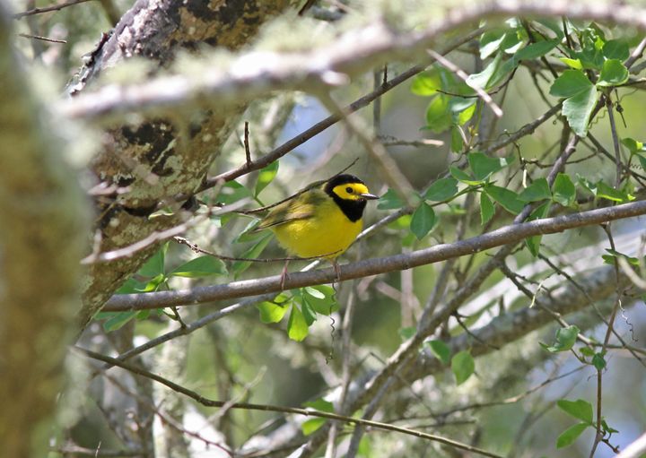 Hooded Warbler photographed at Peveto Woods in 2017