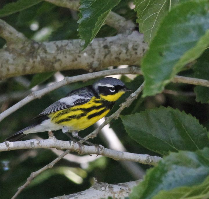 Magnolia Warbler photographed at Sabine Wetlands Walkway in 2017