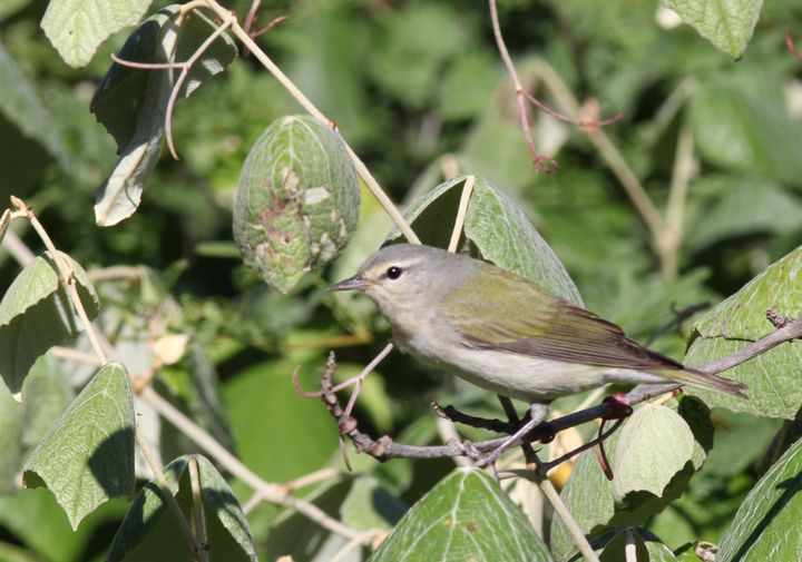 Tennessee Warbler photographed at Peveto Woods in 2017