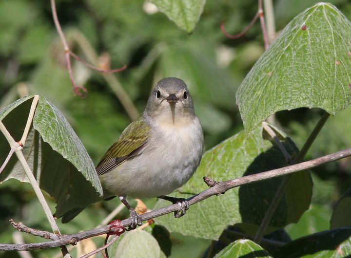 Tennessee Warbler photographed at Peveto Woods in 2017