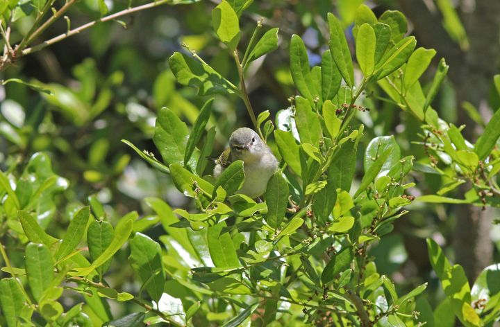 Tennessee Warbler photographed at Peveto Woods in 2017