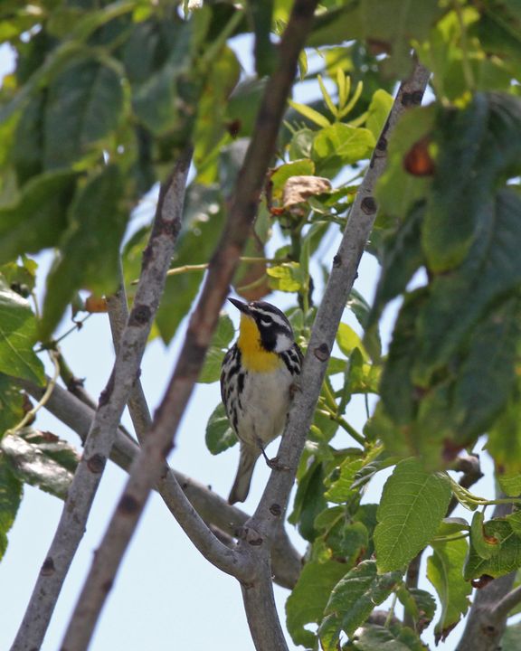 Yellow-throated Warbler photographed at Elmer’s Island in 2017