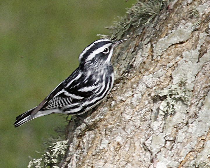Black-and-white Warbler photographed at Sabine Wetlands Walkway in 2018