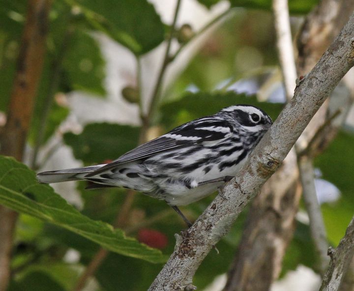 Black-and-white Warbler photographed at Sabine Wetlands Walkway in 2018