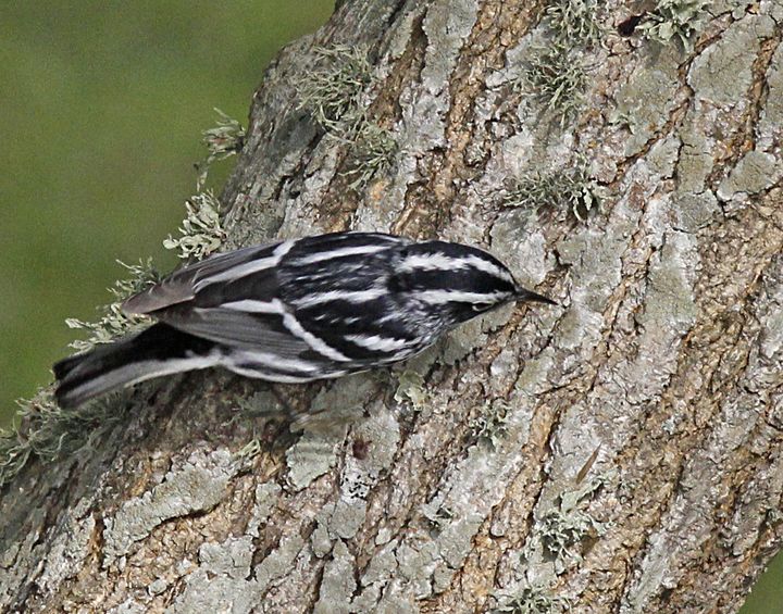 Black-and-white Warbler photographed at Sabine Wetlands Walkway in 2018