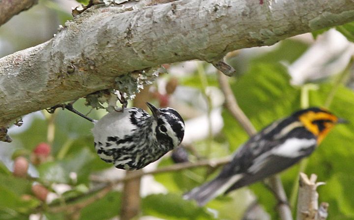 Black-and-white Warbler photographed at Sabine Wetlands Walkway in 2018