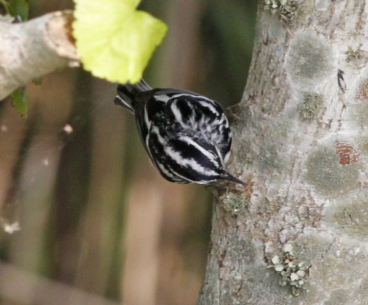 Black-and-white Warbler photographed at Sabine Wetlands Walkway in 2018