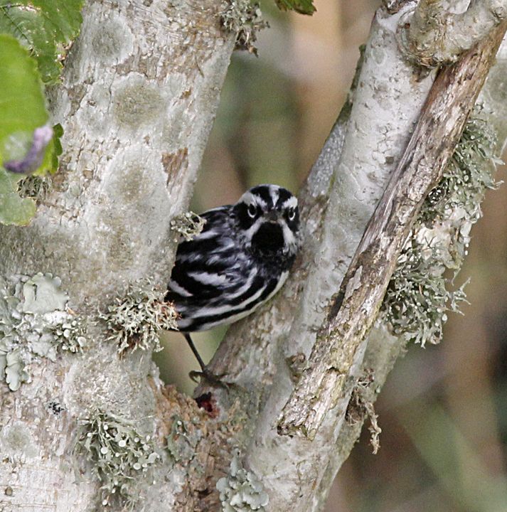 Black-and-white Warbler photographed at Sabine Wetlands Walkway in 2018
