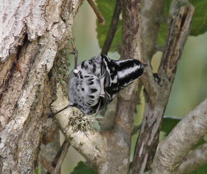Black-and-white Warbler photographed at Sabine Wetlands Walkway in 2018