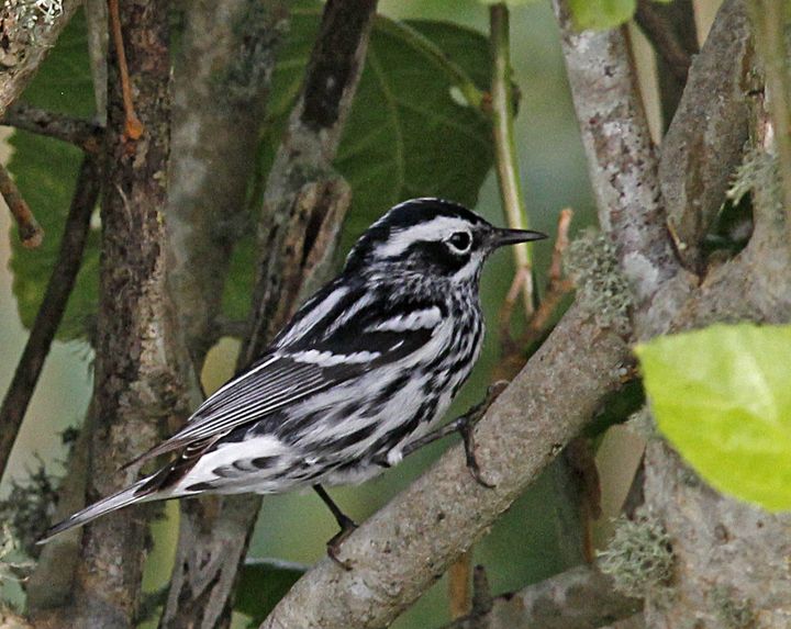 Black-and-white Warbler photographed at Sabine Wetlands Walkway in 2018