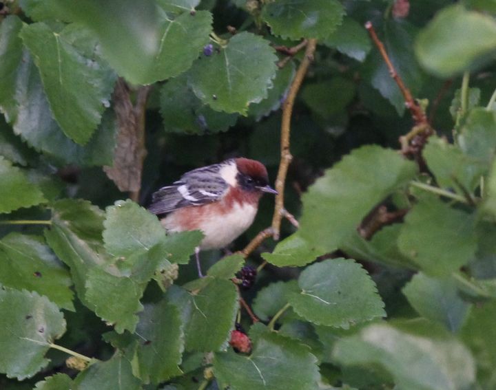 Bay-breasted Warbler photographed at Sabine Wetlands Walkway in 2018