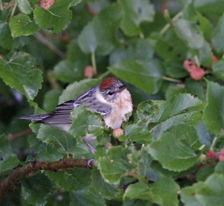 Bay-breasted Warbler photographed at Sabine Wetlands Walkway in 2018
