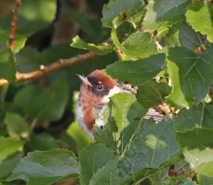 Bay-breasted Warbler photographed at Sabine Wetlands Walkway in 2018
