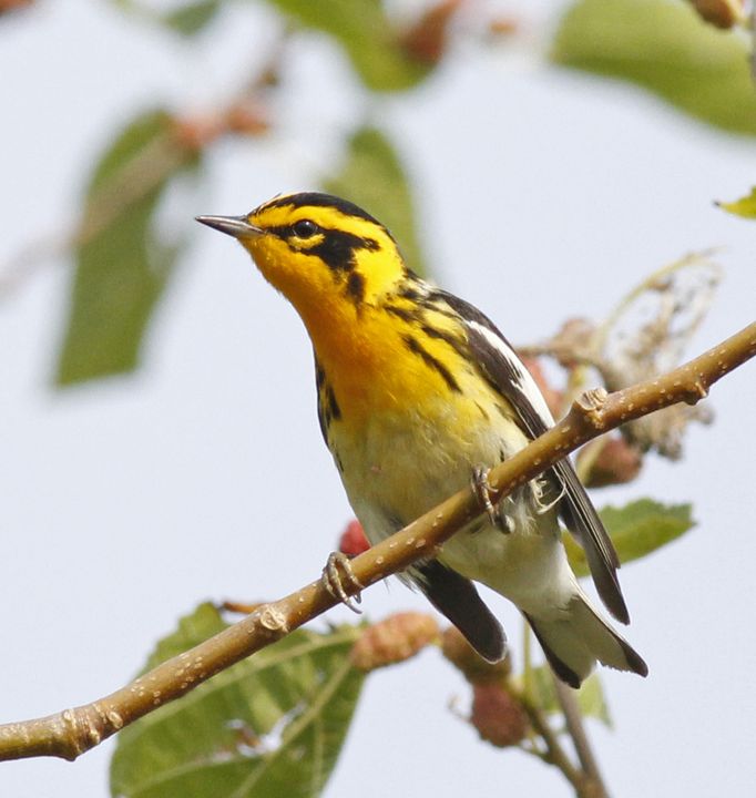 Blackburnian Warbler photographed at Sabine Wetlands Walkway in 2018