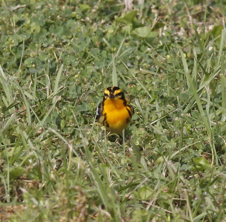 Blackburnian Warbler photographed at Sabine Wetlands Walkway in 2018