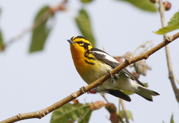Blackburnian Warbler photographed at Sabine Wetlands Walkway in 2018