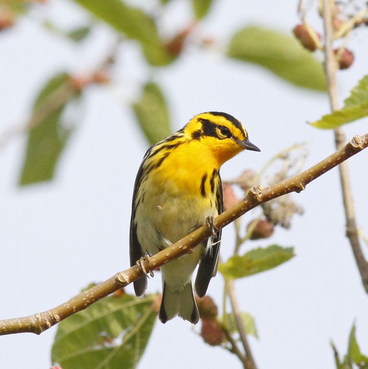 Blackburnian Warbler photographed at Sabine Wetlands Walkway in 2018