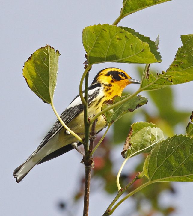 Blackburnian Warbler photographed at Sabine Wetlands Walkway in 2018