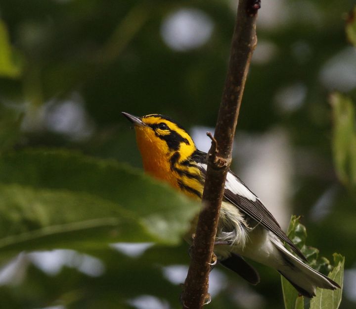 Blackburnian Warbler photographed at Sabine Wetlands Walkway in 2018