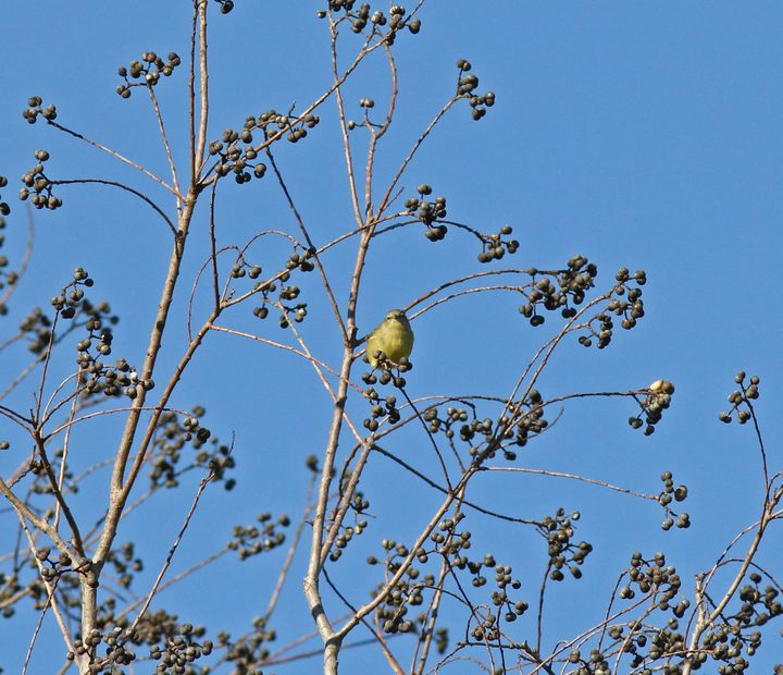 Orange-crowned Warbler photographed at Baton Rouge Christmas Bird Count in 2018