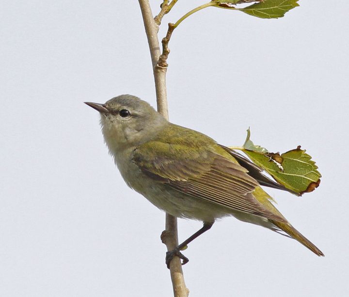 Tennessee Warbler photographed at Sabine Wetlands Walkway in 2018