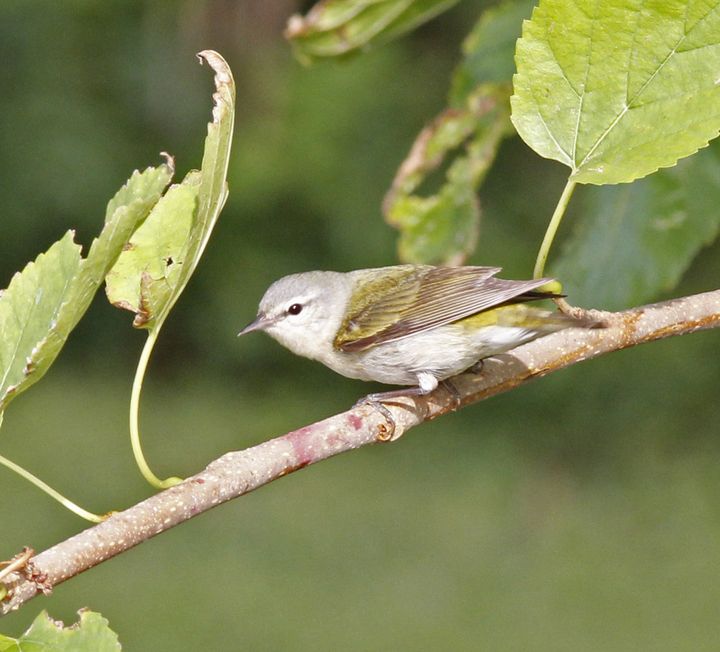 Tennessee Warbler photographed at Sabine Wetlands Walkway in 2018