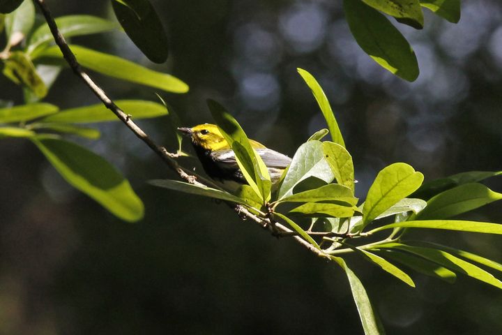 Black-throated Green Warbler photographed at Peveto Woods in 2019