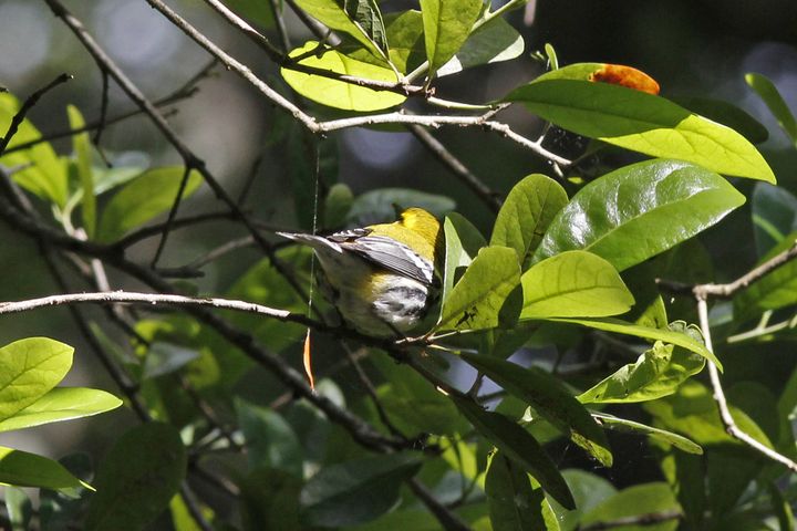 Black-throated Green Warbler photographed at Peveto Woods in 2019