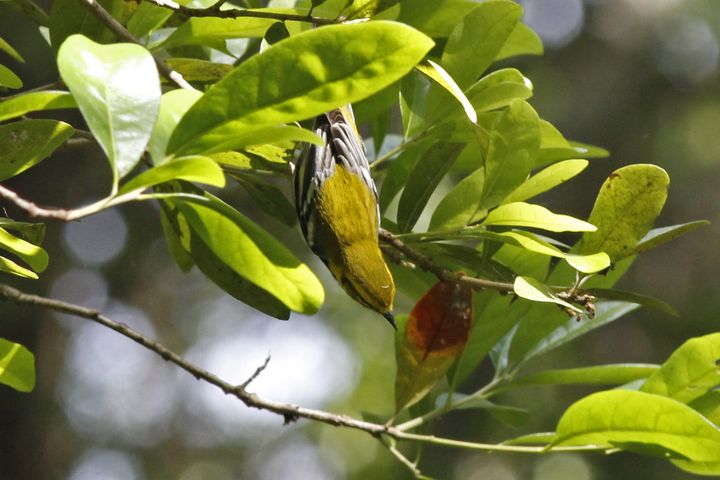 Black-throated Green Warbler photographed at Peveto Woods in 2019