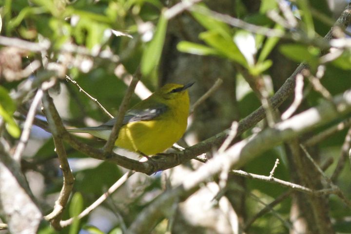 Blue-winged Warbler photographed at Grand Isle in 2019