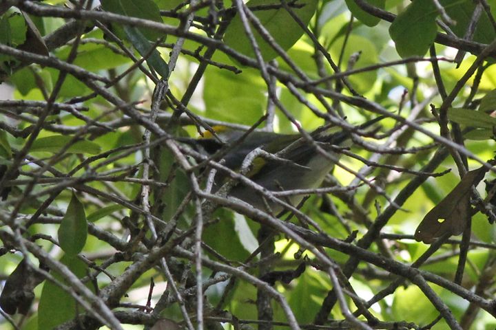 Golden-winged Warbler photographed at Grand Isle in 2019