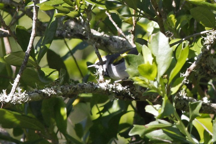 Golden-winged Warbler photographed at Grand Isle in 2019