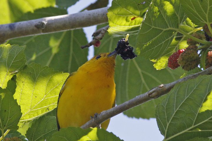 Prothonotary Warbler photographed at Grand Isle in 2019