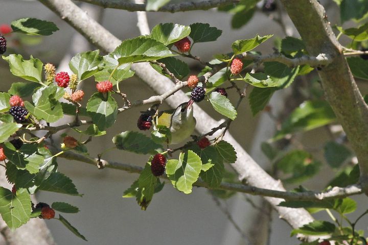 Tennessee Warbler photographed at Grand Isle in 2019