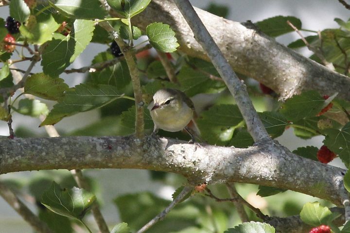 Tennessee Warbler photographed at Grand Isle in 2019